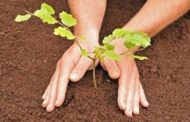  NHAI Organizes Plantation Drive on World Environment Day Near Udhampur 