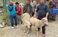  Eid-ul-Adha Shopping Picks Pace Across Markets in Anantnag District 