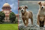 कुत्ते को लेकर हुए झगड़े में 30 साल तक चला मुकदमा, 22 वर्षीय युवा 52 साल के हो गए; हाई कोर्ट ने किया मामले का निपटारा