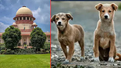 कुत्ते को लेकर हुए झगड़े में 30 साल तक चला मुकदमा, 22 वर्षीय युवा 52 साल के हो गए; हाई कोर्ट ने किया मामले का निपटारा