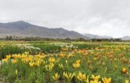LG Saxena Dedicates World’s Highest-Altitude Twin Flower Fields In Leh To People