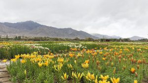 LG Saxena Dedicates World’s Highest-Altitude Twin Flower Fields In Leh To People